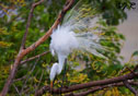 Ardea alba