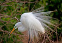 Ardea alba