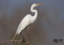 Ardea alba