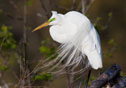 Ardea alba