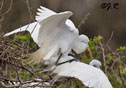 Ardea alba