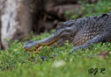 Alligator mississippiensis