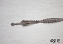 Alligator mississippiensis