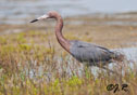 Egretta rufescens