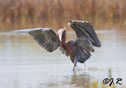 Egretta rufescens