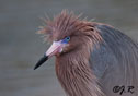 Egretta rufescens