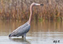 Egretta rufescens