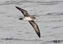 Puffinus creatopus