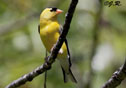 Carduelis tristis