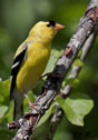 Carduelis tristis