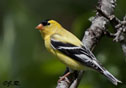 Carduelis tristis