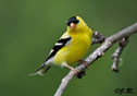 Carduelis tristis