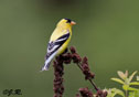 Carduelis tristis