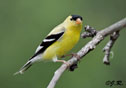 Carduelis tristis