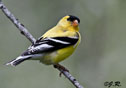 Carduelis tristis