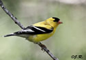 Carduelis tristis