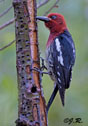 Sphyrapicus ruber