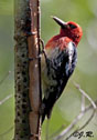 Sphyrapicus ruber