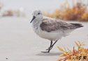 Calidris alba