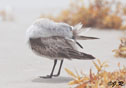 Calidris alba