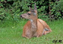 Odocoileus hemionus