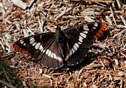 Limenitis corquini