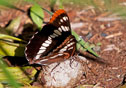 Limenitis corquini